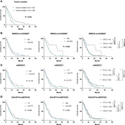 WWOX-rs13338697 genotype predicts therapeutic efficacy of ADI-PEG 20 for patients with advanced hepatocellular carcinoma